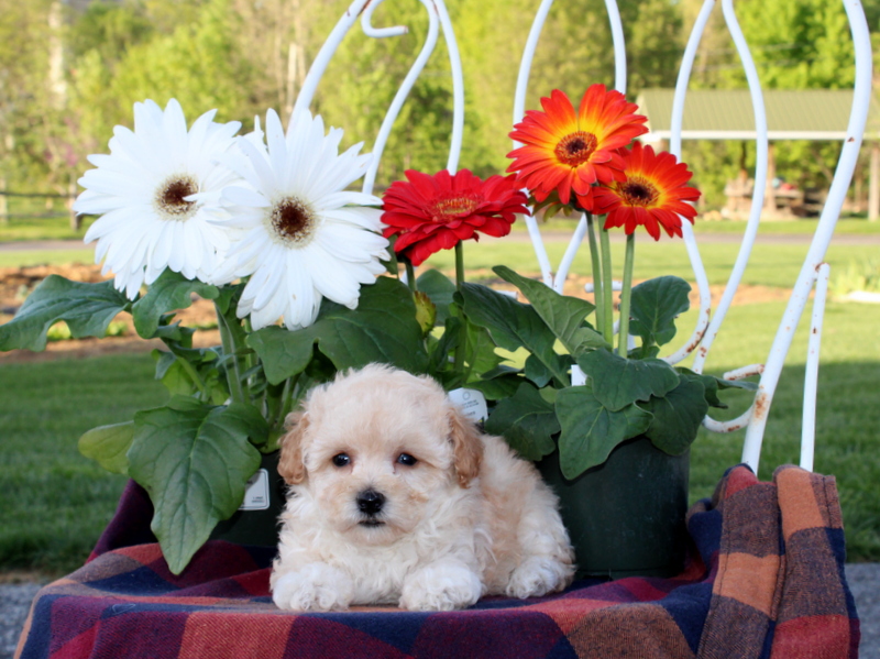 puppy, for, sale, Toy Poodle, Matthew B. Stoltzfus, dog, breeder, Gap, PA, dog-breeder, puppy-for-sale, forsale, nearby, find, puppyfind, locator, puppylocator, aca